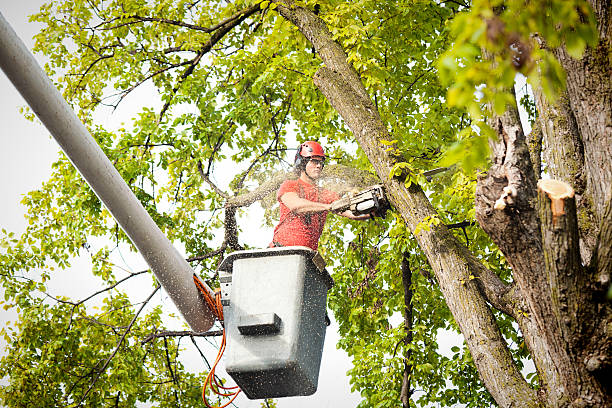 How Our Tree Care Process Works  in  Oak Ridge North, TX